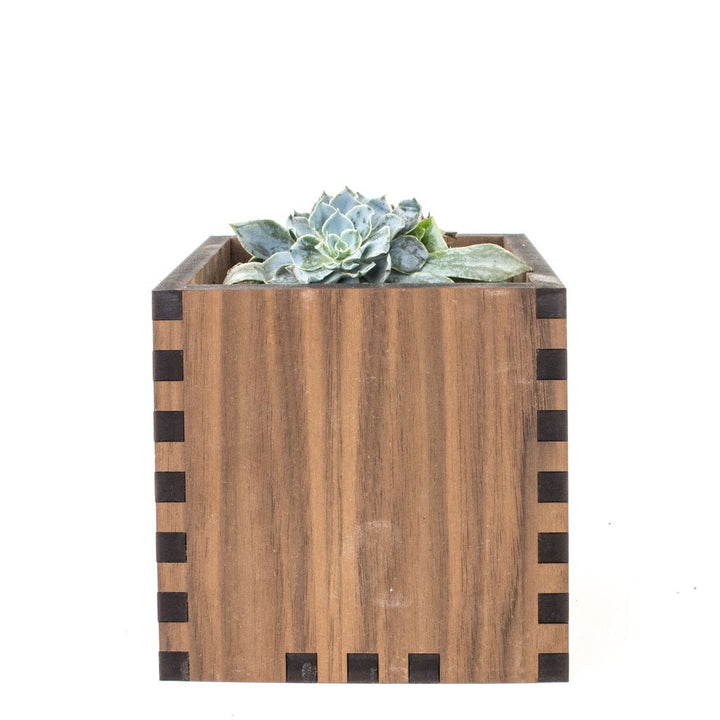 Square Desktop Planter - Woodchuck USA