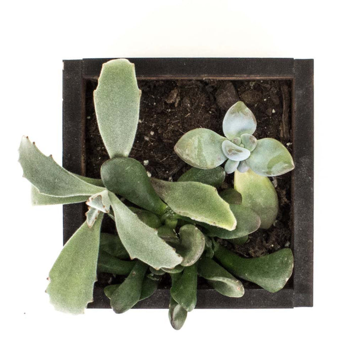 Square Desktop Planter - Woodchuck USA