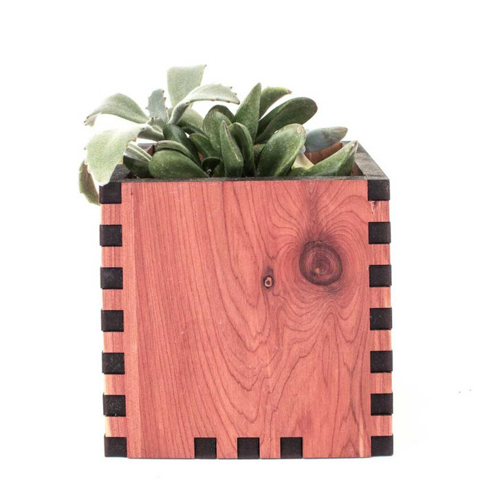 Square Desktop Planter - Woodchuck USA